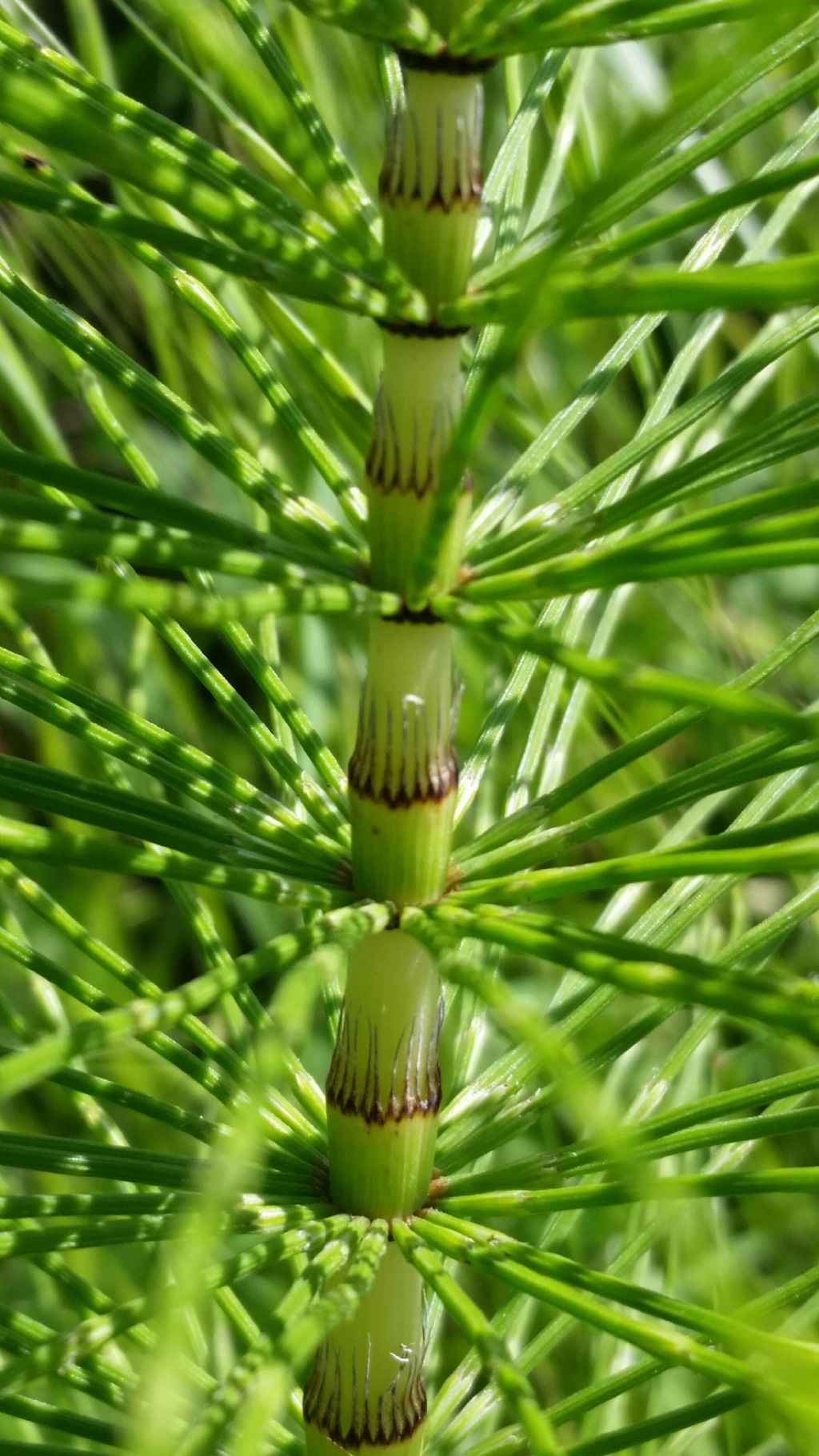 Equiseto?  S ! Equisetum telmateia  (Sphenopsida... Equisetaceae)